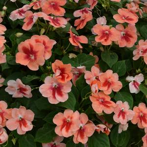 Impatiens walleriana 'Peach Prism'