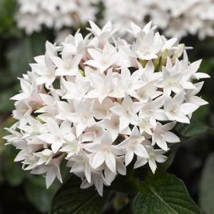 Pentas lanceolata 'White'