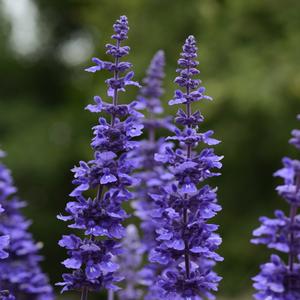 Salvia longispicata x farinacea 'Mystic Spires'