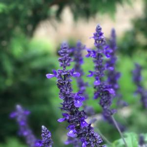 Salvia longispicata x farinacea 'Playin' the Blues'