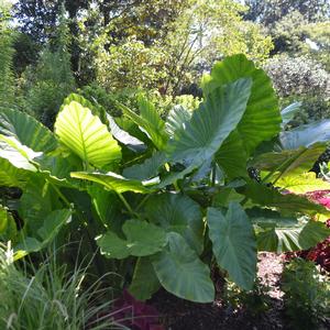 Alocasia x calidora 