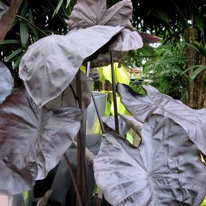 Colocasia esculenta 'Black Coral'