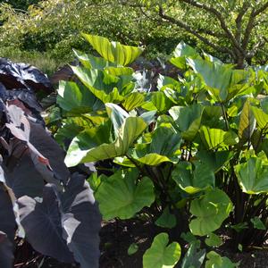 Colocasia esculenta 'Coffee Cups'