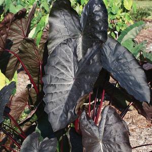 Colocasia esculenta 'Diamond Head'