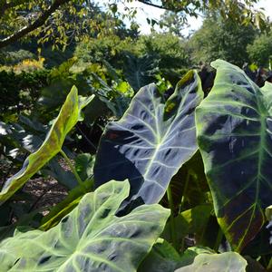 Colocasia esculenta 'Illustris'