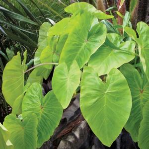 Colocasia esculenta 'Maui Gold'