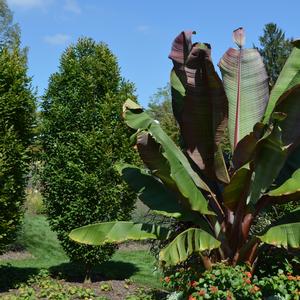 Ensete ventricosum 'Maurelii'