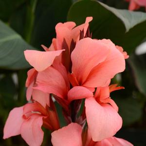 Canna x generalis 'Mango'