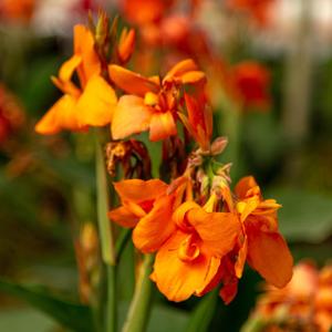 Canna x generalis 'Orange Shades'