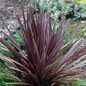 Cordyline australis 'Red Sensation'