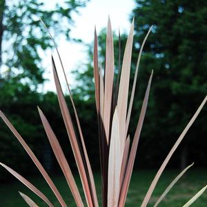 Cordyline australis 'Red Star'