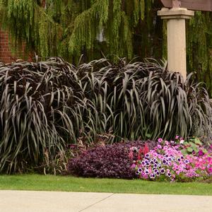 Pennisetum purpureum 'Vertigo'