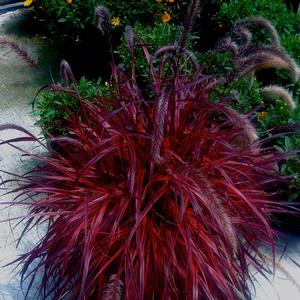 Pennisetum setaceum 'Fireworks'