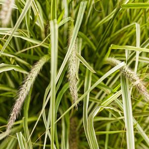 Pennisetum setaceum 'Sky Rocket'