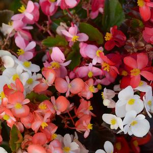 Begonia 'Mix'