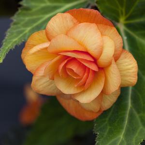 Begonia x tuberhybrida 'Apricot Shades'