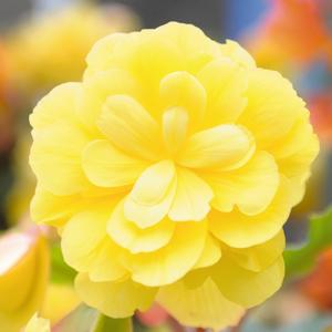 Begonia x tuberhybrida 'Lemon'