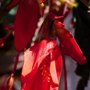 Begonia boliviensis 'Santa Cruz'