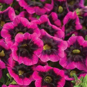 Calibrachoa 'Blackcurrant Punch'