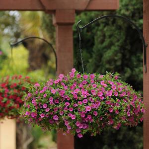 Calibrachoa 'Deep Pink'