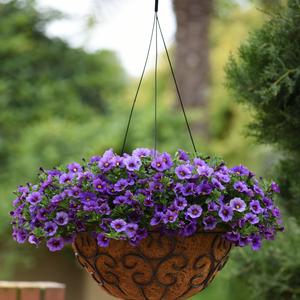 Calibrachoa 'Denim'