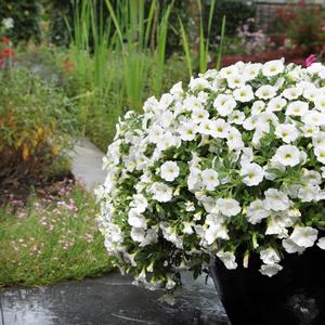 Calibrachoa 'White'