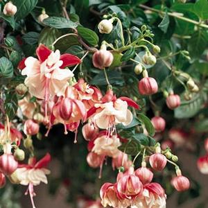 Fuchsia 'Swingtime'