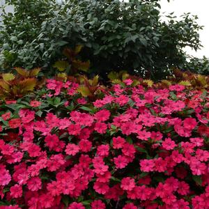 Impatiens 'Cherry'