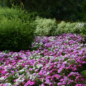 Impatiens 'Lavender'