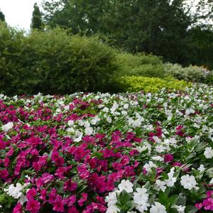 Impatiens 'White'