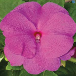 Impatiens hawkeri 'Amethyst'