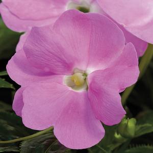 Impatiens hawkeri 'Light Lavender'