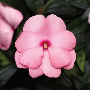 Impatiens hawkeri 'Light Pink'