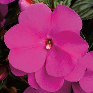 Impatiens hawkeri 'Lilac'