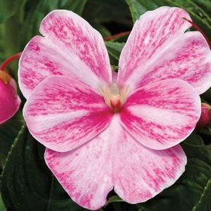 Impatiens hawkeri 'Magic Pink'