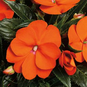 Impatiens hawkeri 'Orange'