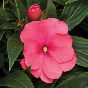 Impatiens hawkeri 'Pink'