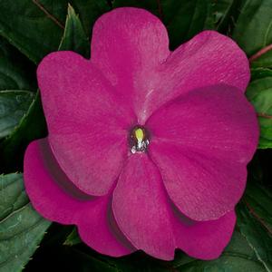 Impatiens hawkeri 'Purple'