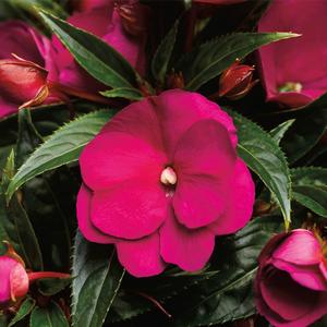 Impatiens hawkeri 'Red'