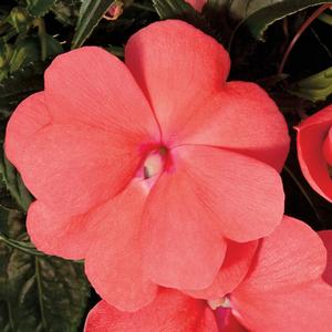 Impatiens hawkeri 'Salmon'