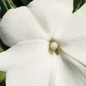 Impatiens hawkeri 'White'