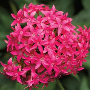 Pentas lanceolata 'Hot Pink'