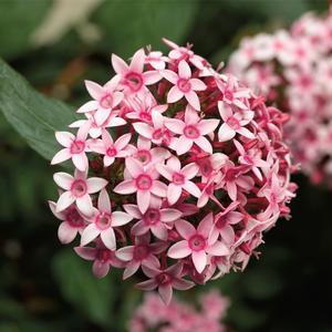 Pentas lanceolata 'Pink Bicolor'