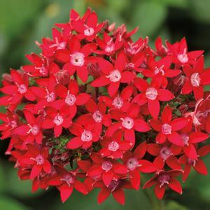 Pentas lanceolata 'Red'