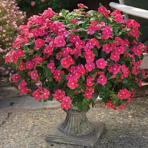 Catharanthus roseus 'Cascade Cherry'