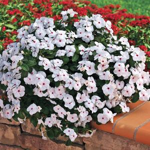 Catharanthus roseus 'Cascade Polka Dot'