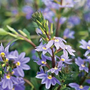 Scaevola aemula 'New Wonder'