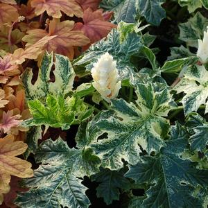 Acanthus 'Whitewater'