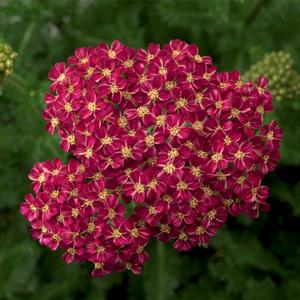 Achillea 'Deep Rose'