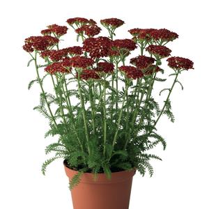 Achillea 'Red'